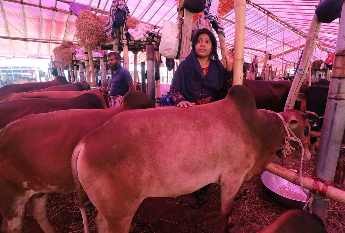 চাঁপাইনবাবগঞ্জ থেকে ১৪টি গরু নিয়ে চট্টগ্রামের পশুর হাটে এসেছেন নারী বিক্রেতা সালমা খাতুন। আজ সকাল সাড়ে ১০টায় চট্টগ্রাম নগরের বিবির হাটে