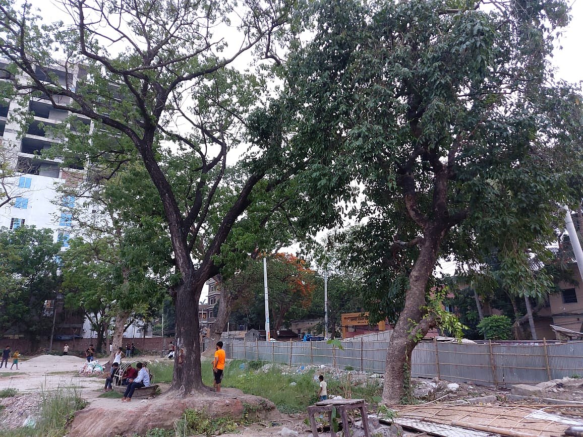 রাজশাহী সরকারি সিটি কলেজের বিপরীতে কেন্দ্রীয় শহীদ মিনার নির্মাণের উদ্যোগ নিয়েছে রাজশাহী জেলা পরিষদ। সে জন্য কাটা পড়বে এই গাছগুলো। আজ বিকেলে তোলা