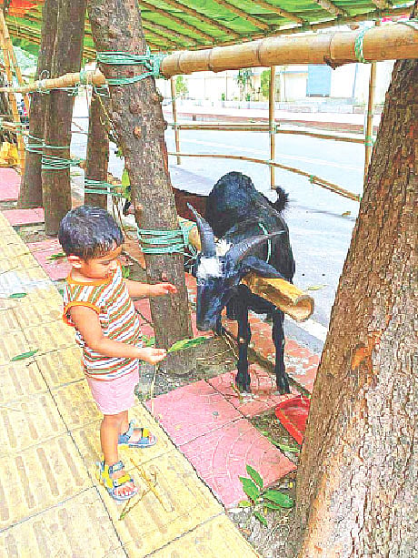 কোরবানির জন্য কেনা ছাগলকে কাঁঠালপাতা খাওয়াচ্ছে একটি শিশু। গতকাল রাজধানীতে