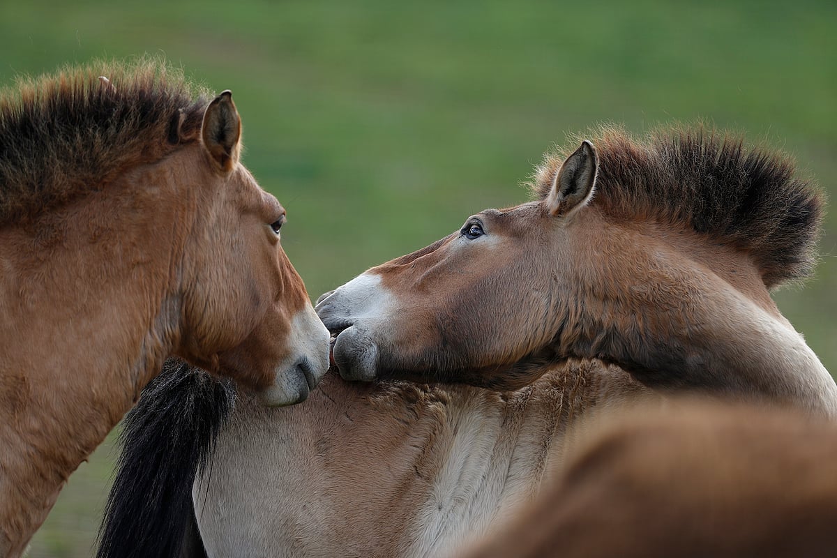তৃণভূমিতে খেলছে দুটি প্রজেওয়ালস্কির ঘোড়া। চেক প্রজাতন্ত্রের ডলনি ডোব্রেজভ গ্রামে একটি সংরক্ষিত এলাকায়। ১৬ এপ্রিল, ২০২৪