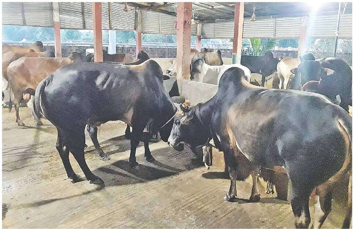 মৌলভীবাজারের একটি খামারে কোরবানির জন্য প্রস্তুত করে রাখা গরু। গত সোমবার মৌলভীবাজার সদর উপজেলার মোস্তফাপুরে