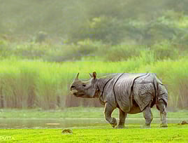 কাজিরাঙায় গন্ডার