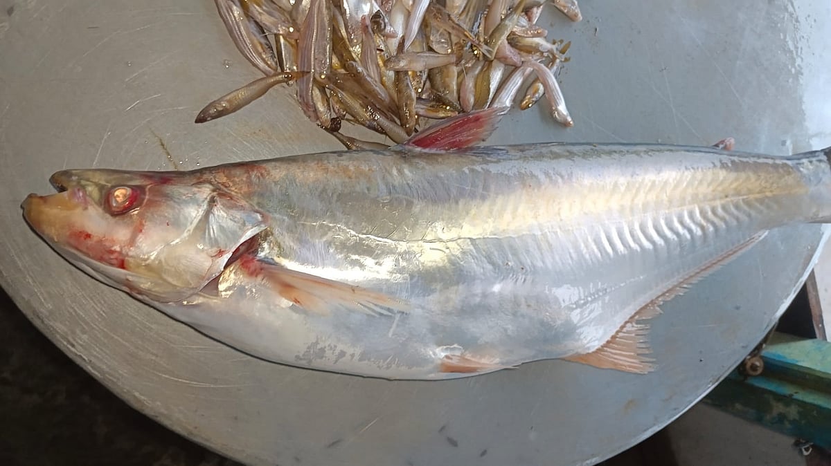 দৌলতদিয়া ফেরিঘাট থেকে প্রায় ৮ কিলোমিটার উজানে গোয়ালন্দের উজানচর ইউনিয়নের মজলিশপুর এলাকায় মাছটি জালে ধরা পড়েছে