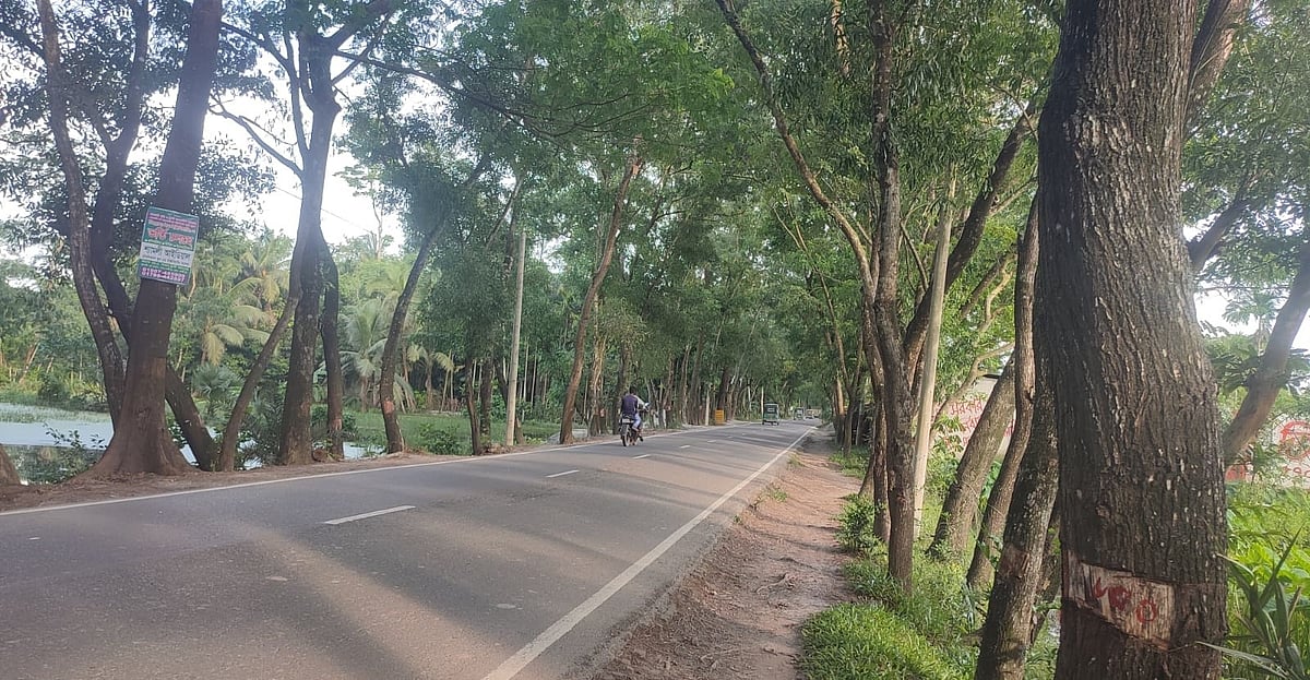 কাটার জন্য গাছের গায়ে লাল চিহ্ন দেওয়া হয়েছে। বসানো হয়েছে ক্রমিক নম্বরও। গতকাল লক্ষ্মীপুর-রামগতি-চর আলেকজান্ডার আঞ্চলিক সড়কে