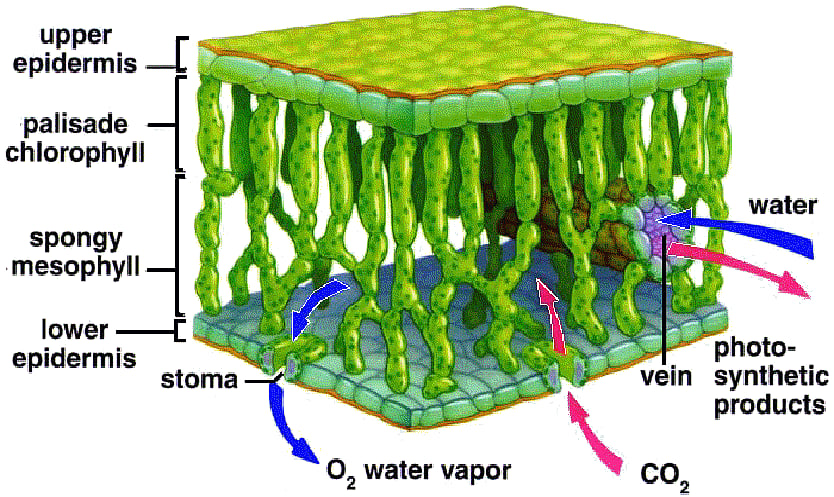 পাতার টিস্যুর গঠন