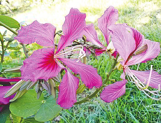 অর্কিড কাঞ্চন