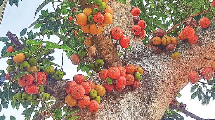 কাঁচা পাকা যজ্ঞডুমুর। ময়মনসিংহ শহরের কাচিঝুলি মোড় থেকে তোলা