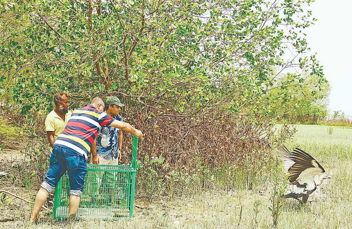 গত ১০ জুন একটি বাংলা শকুন ছেড়ে দেওয়া হয় খুলনার দাকোপ উপজেলার চুনকুড়ি গ্রাম থেকে