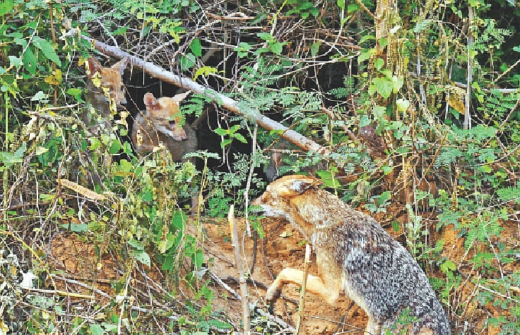 রাজধানীর উত্তরা এলাকায় মায়ের সঙ্গে শিয়ালছানা