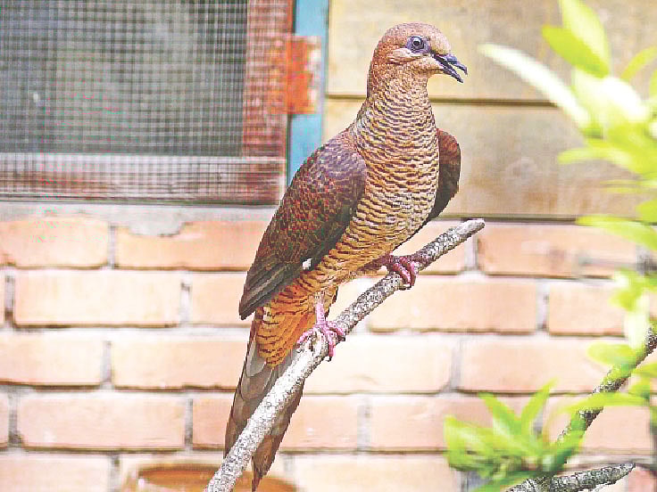 মালয়েশিয়ার বাটারওর্থসে অবস্থিত পেনাং বার্ড পার্কে ডোরা কুলি-ঘুঘু