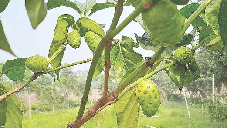 ননি ফল। ময়মনসিংহের বৈলরের ড্রিম ভিলেজ পার্কে