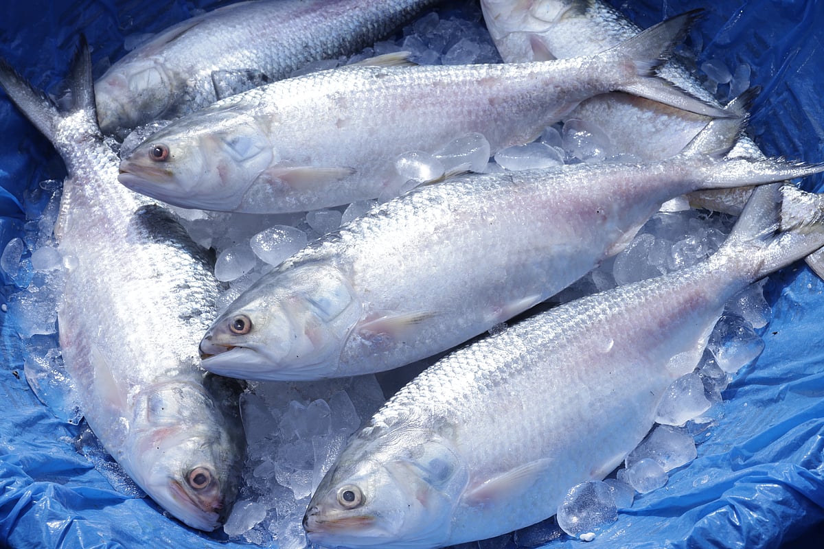 শুধু স্বাদেই নয়, পুষ্টিতেও ইলিশ বাংলাদেশের সেরা