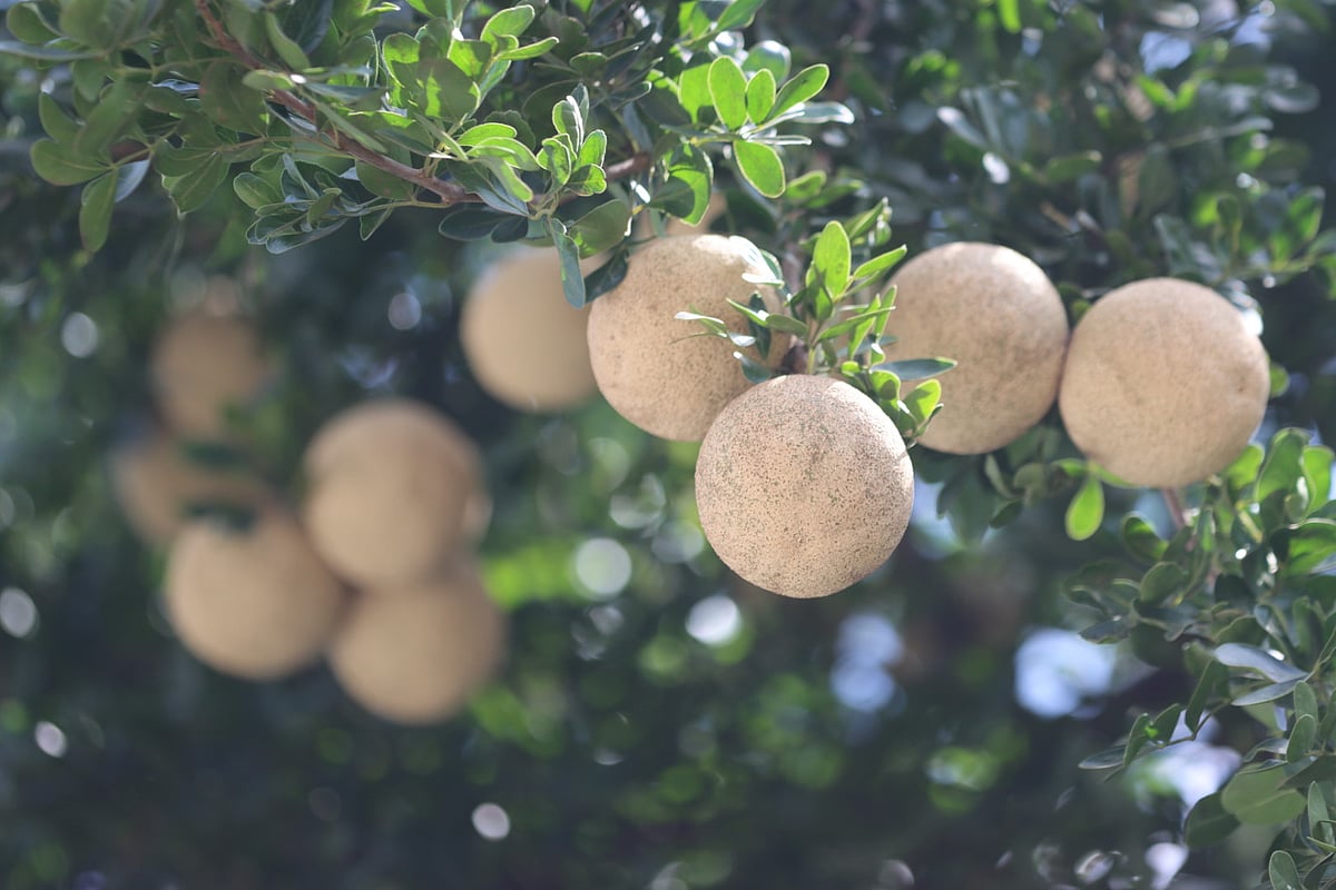 দেশি মৌসুমি ফল কতবেল সুস্বাদু, বেশ পুষ্টিকরও