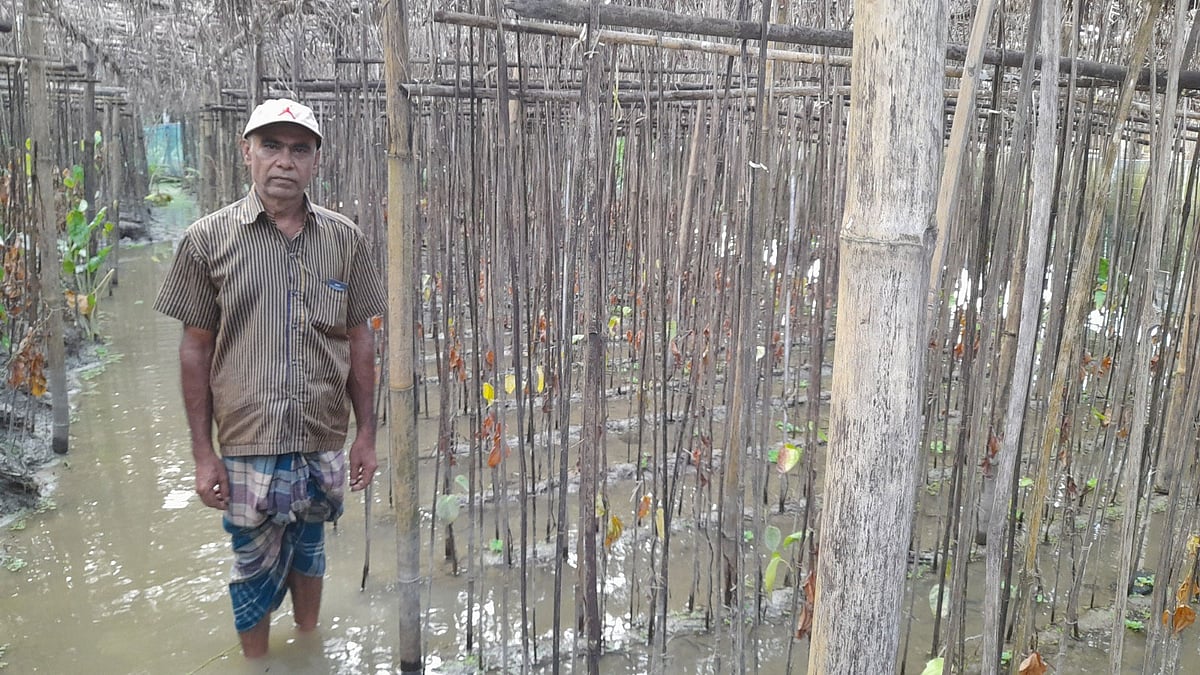 বন্যায় ক্ষতিগ্রস্থ নিজের পানের বরজের সামনে কৃষক অজিত পাল। গত বৃহস্পতিবার