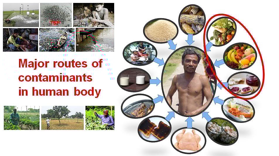 শাকসবজিসহ বিভিন্ন মাধ্যমে মানুষের শরীরে প্রবেশ করে ক্ষতিকর ভারী ধাতু