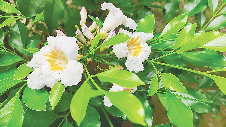 মুমিনুন্নিসা সরকারি মহিলা কলেজ ক্যাম্পাসের চীনা পুতুলগাছ