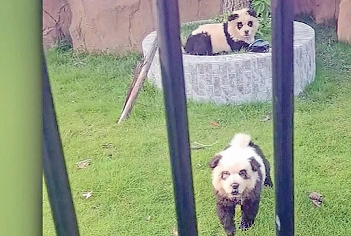 কুকুরকে পান্ডা সাজানো হয়েছে