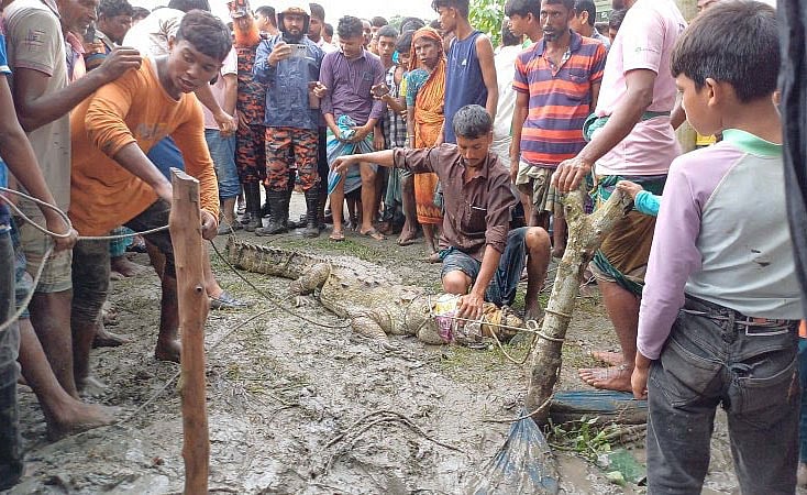 ধরা পড়া কুমিরটিকে ধরছেন এলাকাবাসী। আজ সকালে লক্ষ্মীপুরের রায়পুরের চর ঘাসিয়া এলাকায়
