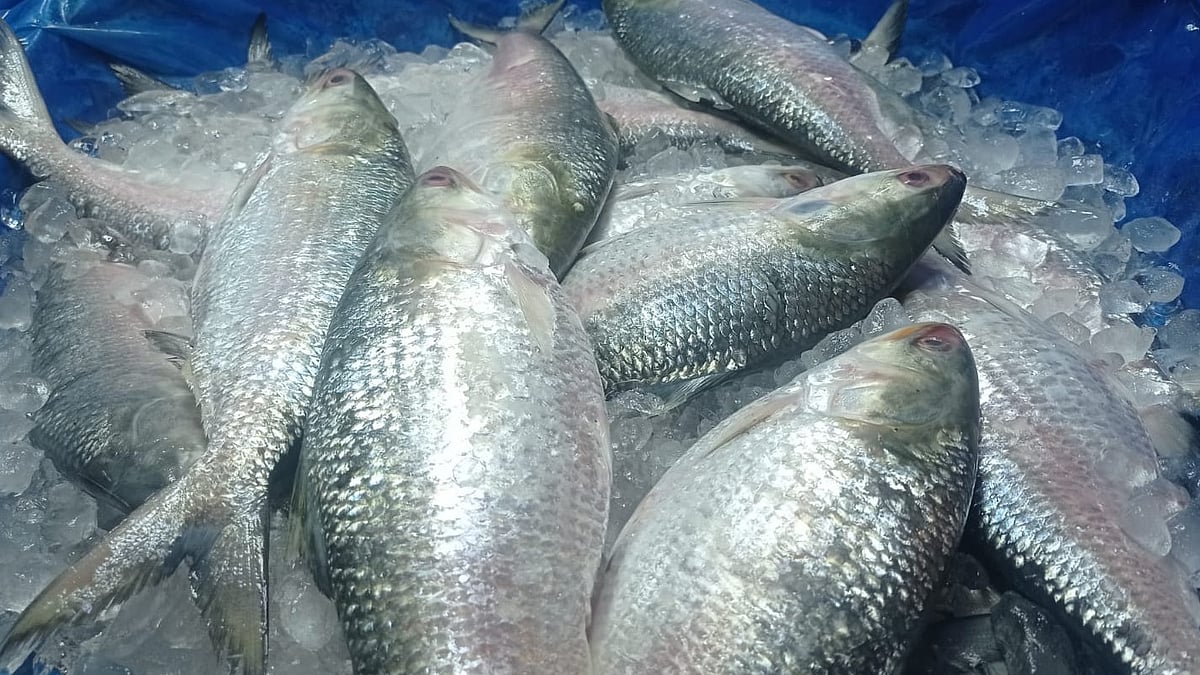 ইলিশ মাছ
