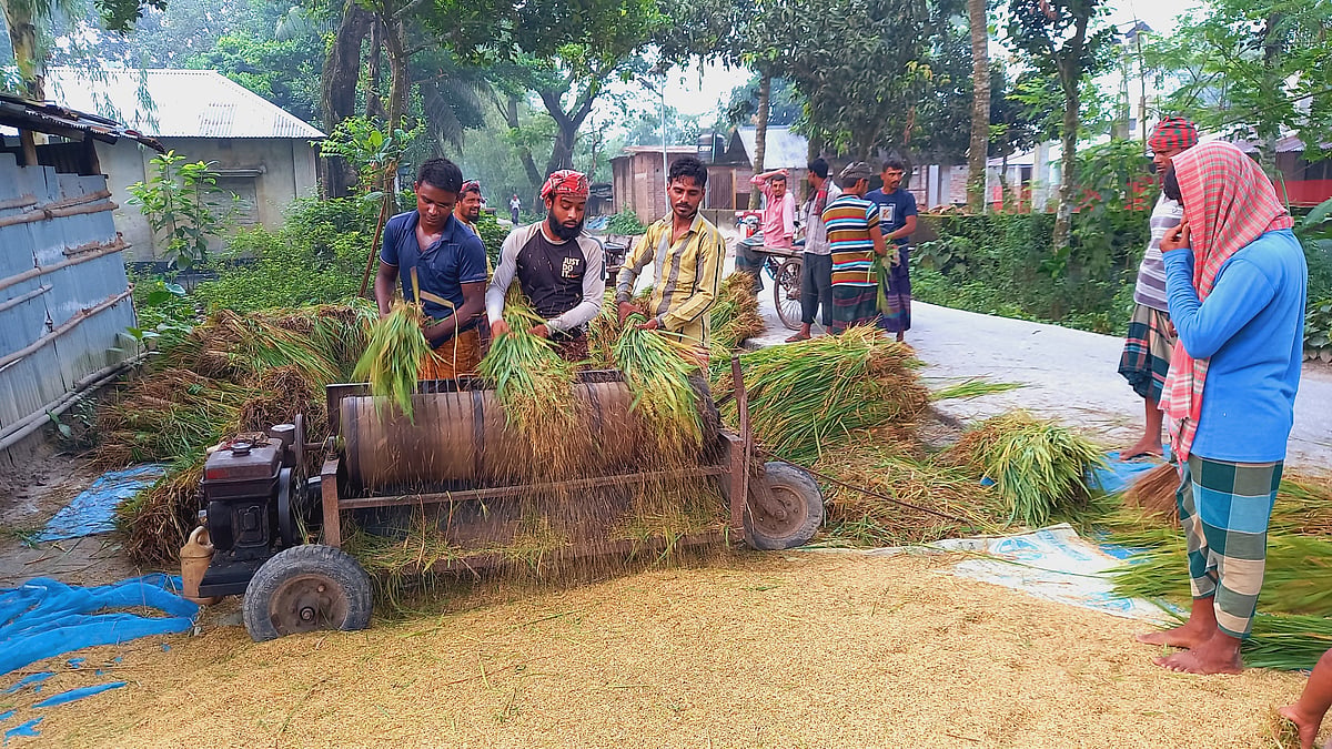 দিনাজপুরের বিরামপুরে চাহিদা বেড়ে যাওয়ায় কাঁচা বিচালির বিনিময়ে জমির ধান কেটে মাড়াইয়ের কাজ করছেন কৃষিশ্রমিকেরা। আজ সকালে উপজেলার হরিহরপুর গ্রামে
