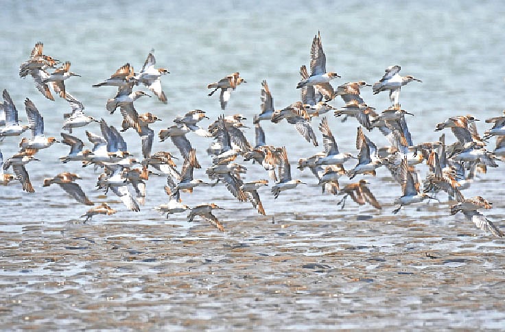 কক্সবাজারের সোনাদিয়া দ্বীপপুঞ্জের আকাশে পরিযায়ী সৈকত পাখির ঝাঁক