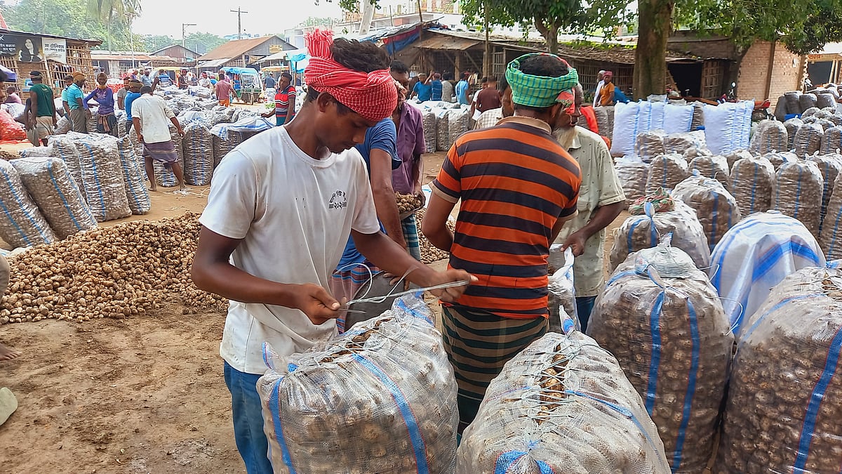 পাইকারি বাজারে বইকচুভর্তি বস্তার মুখ সেলাই করছেন সবজি শ্রমিকেরা। গত বৃহস্পতিবার দিনাজপুরের বিরামপুর পৌর শহরের নতুনবাজার এলাকায়