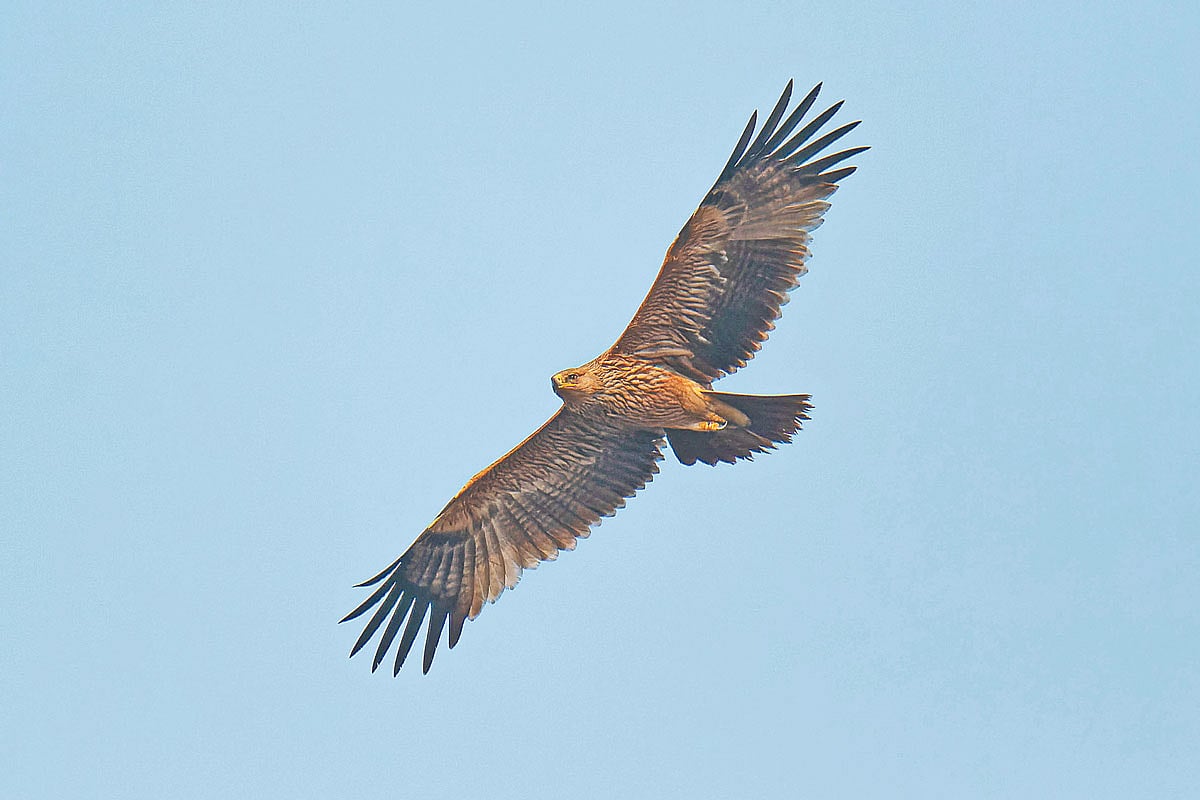 অপ্রাপ্তবয়স্ক শাহি ইগল। ভারতের রাজস্থানের ভরতপুরের পক্ষী অভয়ারণ্যে