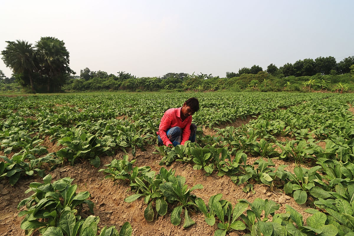 সবজিখেত পরিচর্যায় ব্যস্ত এক কৃষক। বৃহস্পতিবার কুমিল্লার বুড়িচং উপজেলার ভান্তি এলাকায়