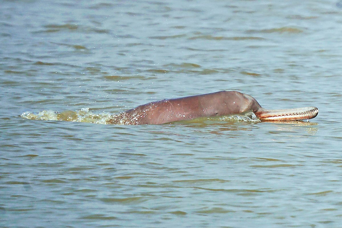 গাঙ্গেয় শুশুকের এই ছবি সম্প্রতি খুলনার রূপসা নদী থেকে তুলেছেন মাকসুদুর রহমান