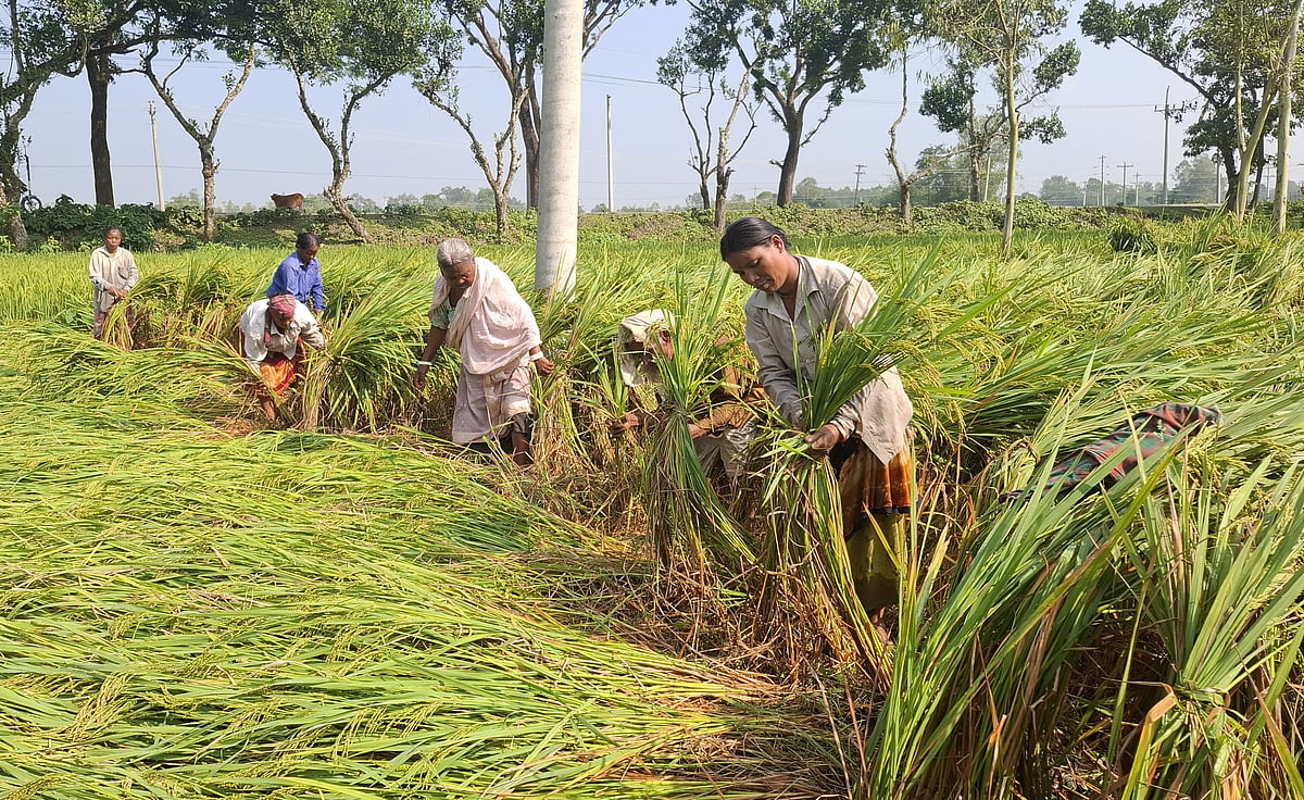 দল বেঁধে নুয়ে পড়া ধানগাছ সোজা করছেন কয়েকজন। সম্প্রতি ঠাকুরগাঁও সদর উপজেলার গড়েয়া এলাকায়