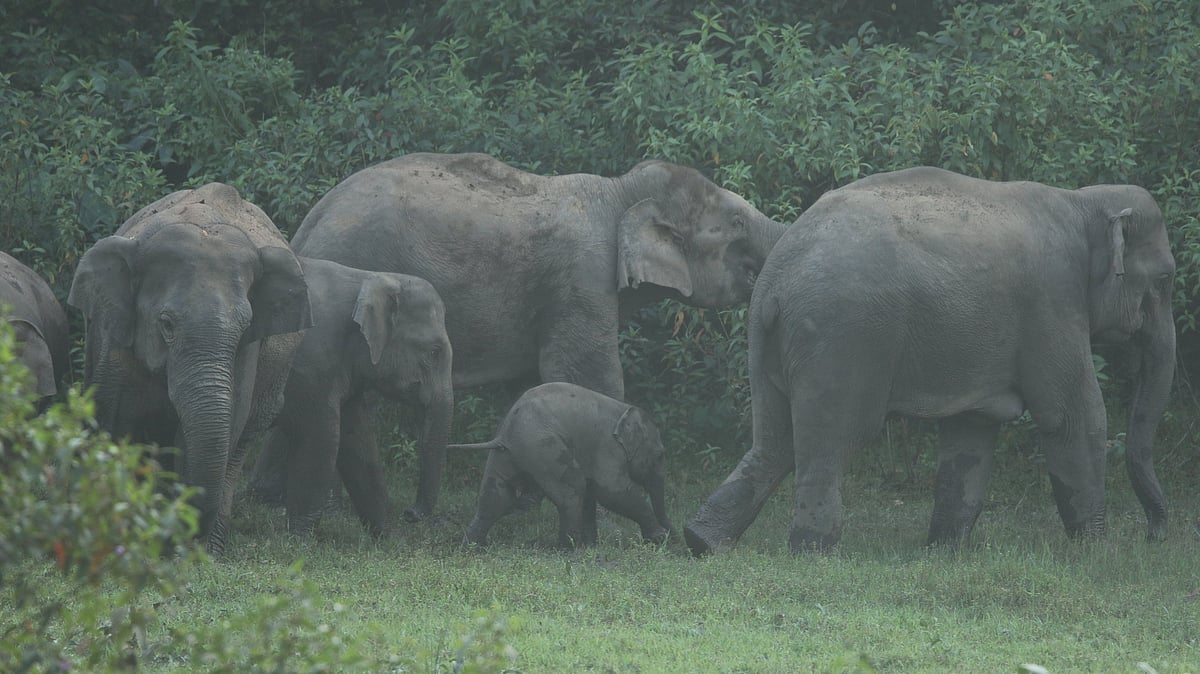 বন্য হাতি