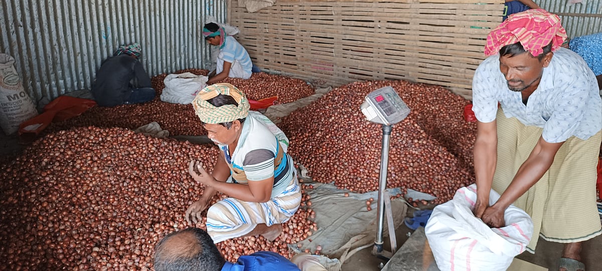 কৃষকদের কাছ থেকে পেঁয়াজ কেনার পর আড়তে এনে পরিচর্যা করছেন ব্যাপারিরা। মঙ্গলবার (২৯ অক্টোবর) সাঁথিয়া উপজেলার করমজা চতুরহাট থেকে থেকে তোলা ছবি