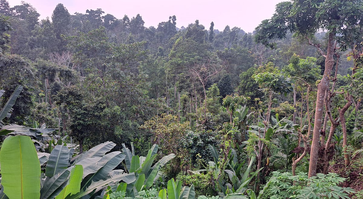 মৌলভীবাজারের শ্রীমঙ্গল উপজেলা সদর থেকে ২৮ কিলোমিটার দূরে পাহাড়ের চূড়ায় ছিমছাম, গোছানো ও পরিচ্ছন্ন মায়াবী এক গ্রাম নিরালাপুঞ্জি। গত ১৯ অক্টোবর তোলা