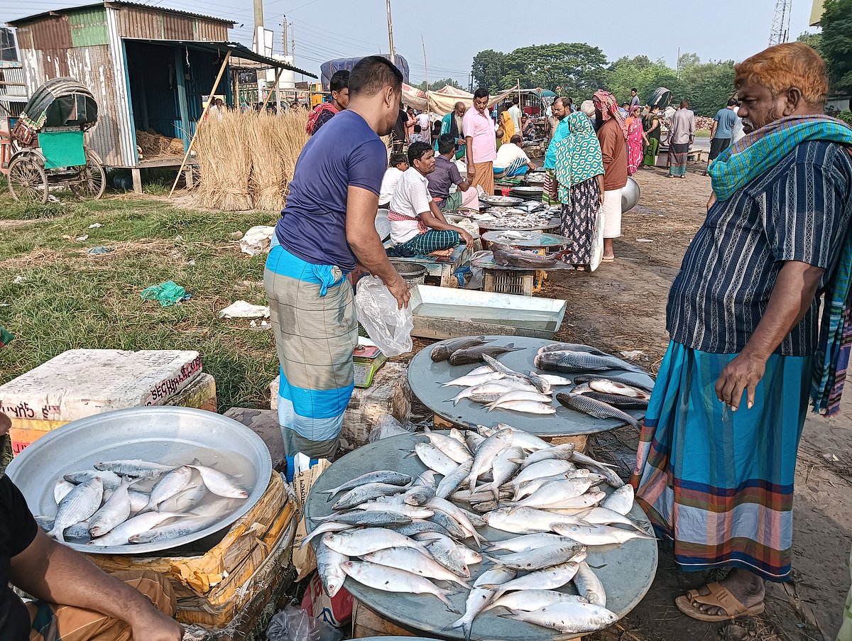 নিষেধাজ্ঞা তুলে নেওয়ার পর
গোয়ালন্দের দৌলতদিয়া মাছবাজারে প্রতিদিন গড়ে ১০০ থেকে ২০০ মণ ইলিশ বিক্রি হচ্ছে। আজ সকালে