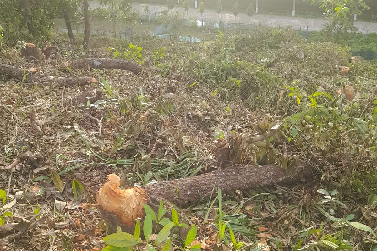 সিলেট কৃষি বিশ্ববিদ্যালয়ে কেটে ফেলা হয়েছে গাছ