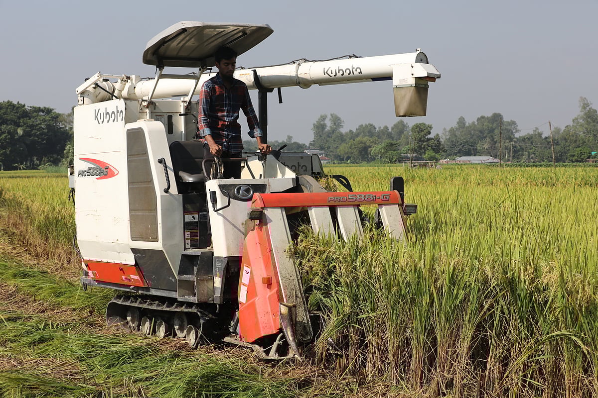 কম্বাইন হারভেস্টর মেশিনে ধান কাটা হচ্ছে