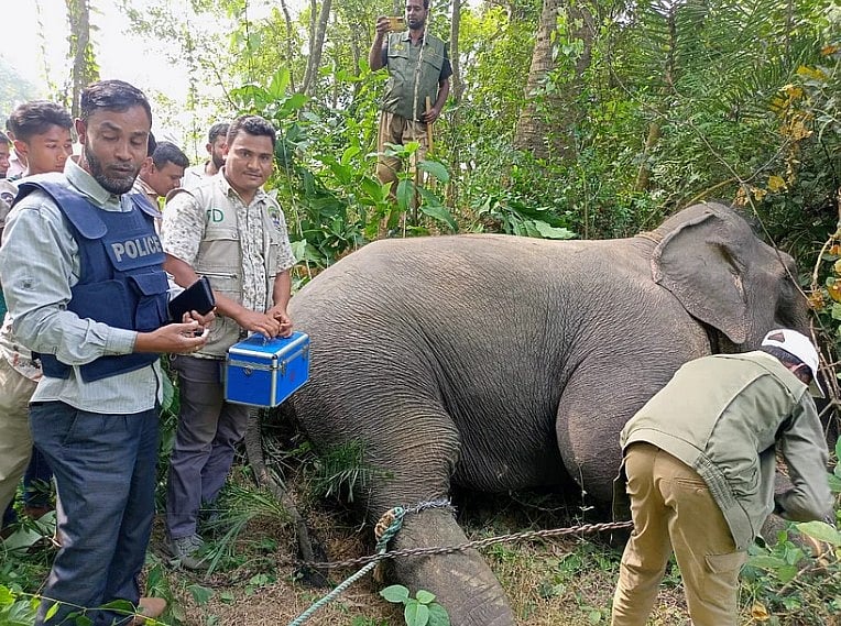 ‘হাতি হত্যা মতান্তরে হাতির মৃত্যুর তালিকা অনেক লম্বা। হাতির ‘মৃত্যু’ বন্ধের জন্য প্রতিটি ঘটনার চুলচেরা তদন্ত হওয়া প্রয়োজন।’