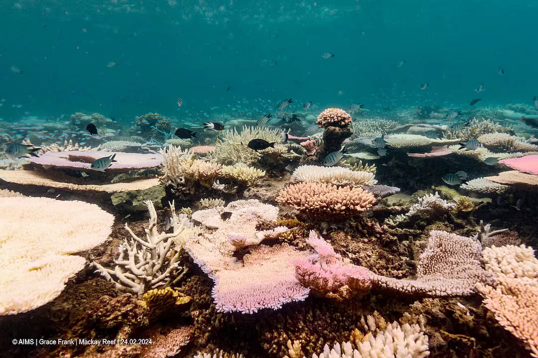 অস্ট্রেলিয়ার গ্রেট ব্যারিয়ার রিফের প্রবালও উজ্জ্বলতা হারাচ্ছে