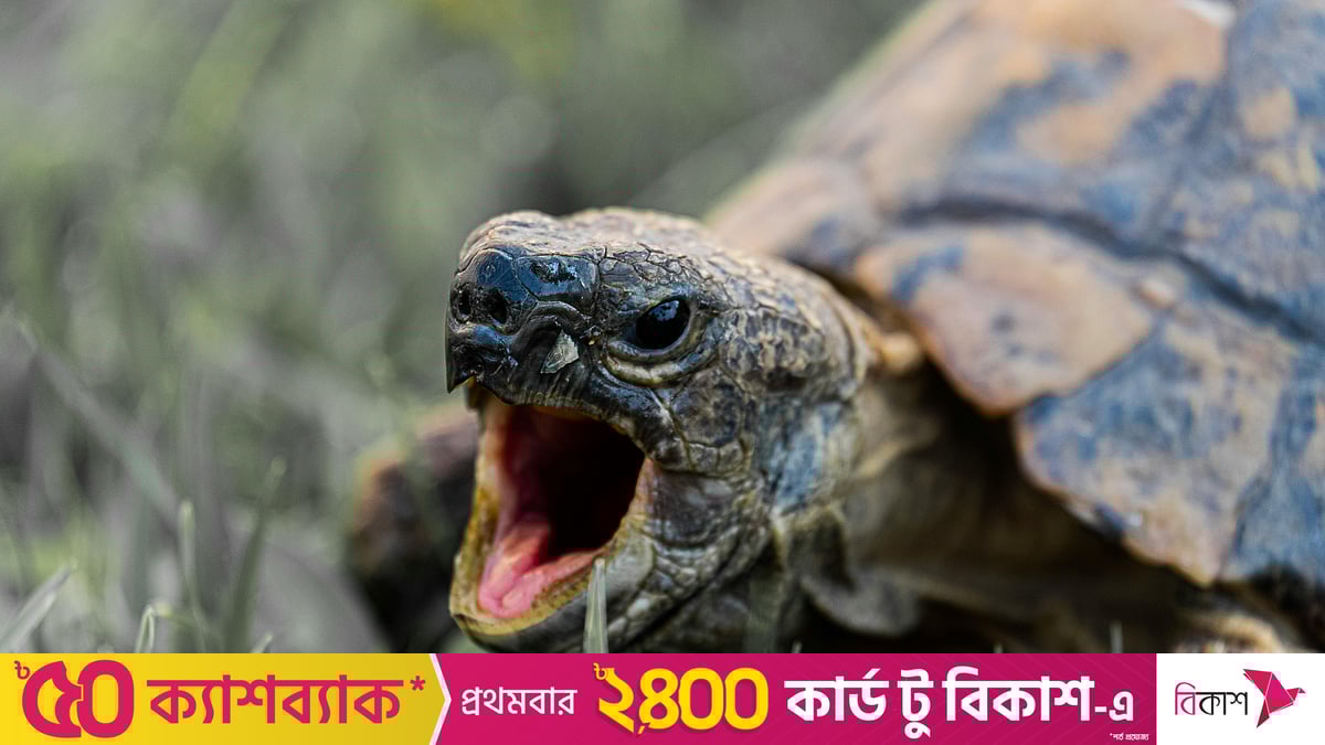 Shishgan nipellar, balogatga etmagan genimaxiya Levi Fairy Tail porno