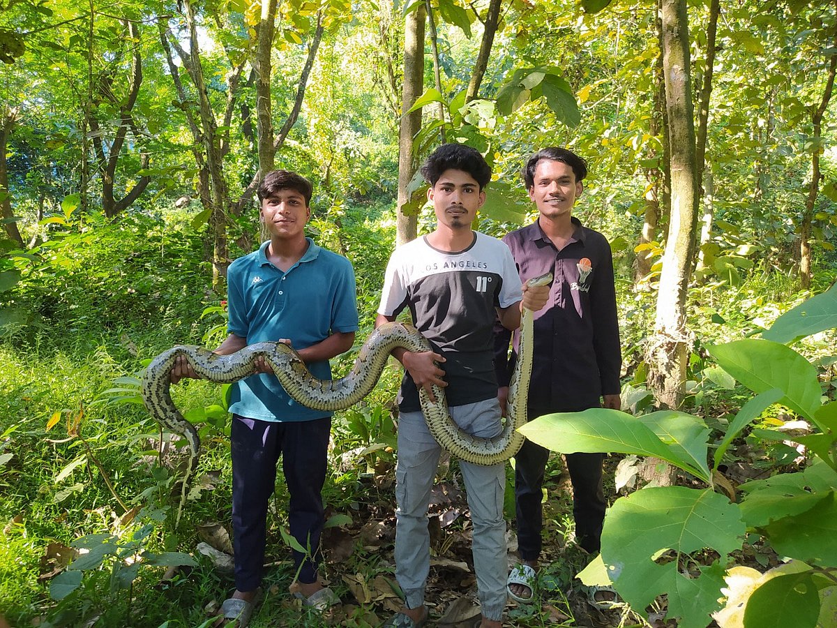 চট্টগ্রামের সীতাকুণ্ডের কুমিরায় উদ্ধার হওয়া অজগরটি পাহাড়ে ছেড়ে দেওয়া হচ্ছে। আজ সকালে