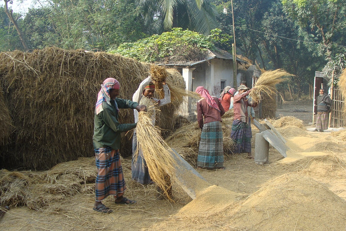 ক্যাপশন: আমন ধান মাড়াইয়ের কাজ করছেন নীলফামারীর সৈয়দপুরের কামারপুকুরের দলুয়া এলাকার কৃষকেরা। গতকাল তোলা