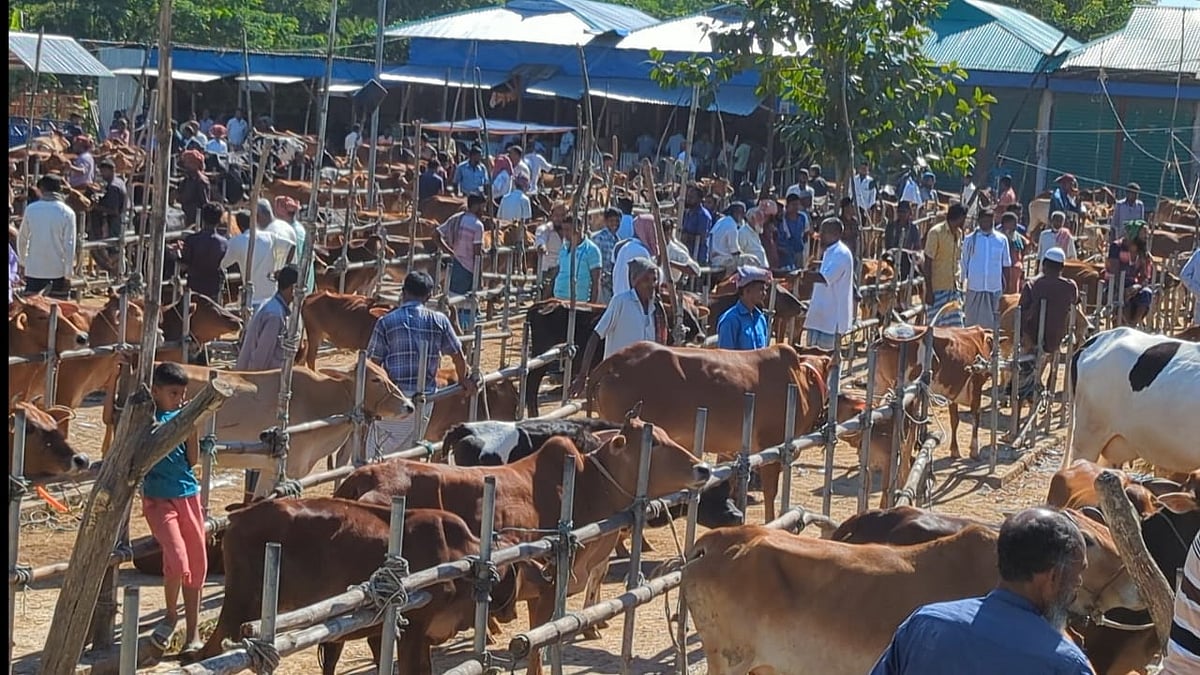 নোয়াখালীর হাতিয়ার হরণী ইউনিয়নের হাতিয়া বাজারের গরুর হাট। গতকাল মঙ্গলবার দুপুরে তোলা