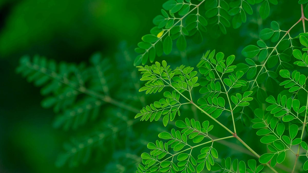 শরীরের বিভিন্ন রোগবালাইয়ের চিকিৎসায় শজনের ব্যবহার প্রাচীন চিকিৎসাপদ্ধতিতেও দেখা যায়