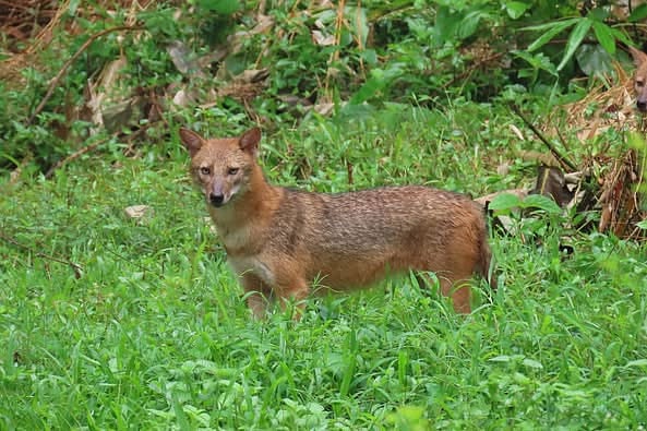 ঘাসের জঙ্গলে হঠাৎ বেরিয়ে আসে শেয়ালটি। চট্টগ্রাম নগরের ষোলোশহরের বাংলাদেশ বন গবেষণা ইনস্টিটিউট (বিএফআরআই) ক্যাম্পাসে