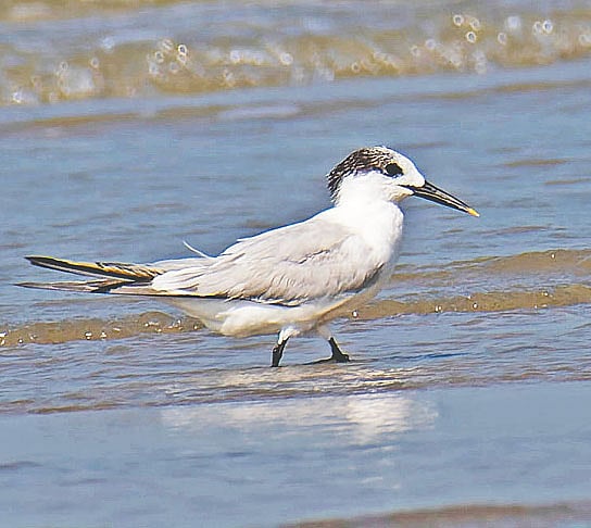 একটি স্যান্ডউইচ গাঙচিল। ২২ মার্চ কক্সবাজারের সোনাদিয়ার খড়ির চরে