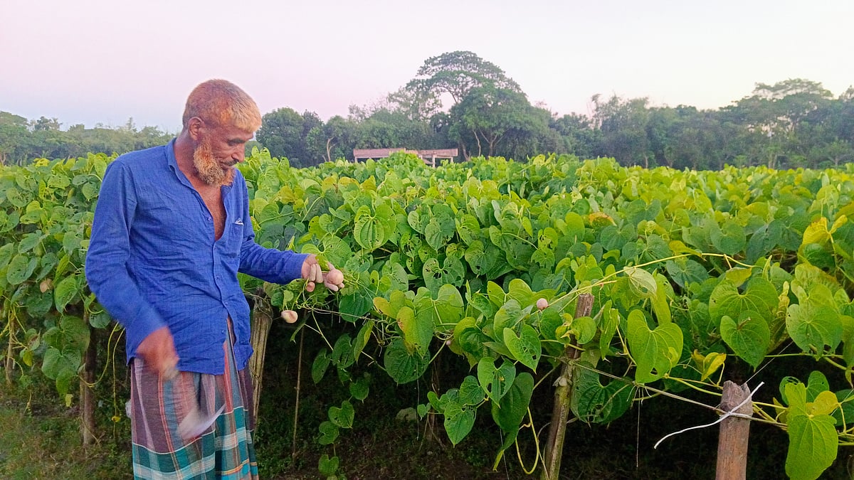 কিশোরগঞ্জের পাকুন্দিয়ায় গাছ আলু চাষে কৃষকের আগ্রহ বাড়ছে। সম্প্রতি কিশোরগঞ্জের পাকুন্দিয়ার জাঙ্গালিয়া এলাকায়