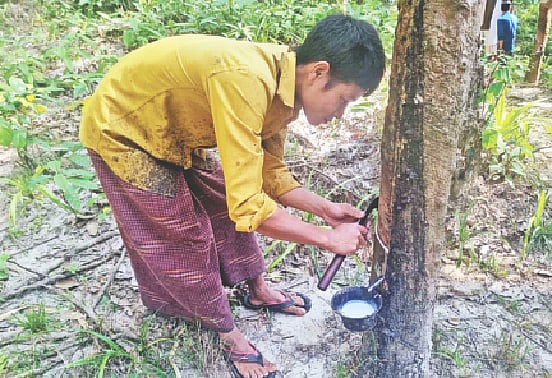 নাইক্ষ্যংছড়ির বাইশারীতে রাবারগাছ থেকে রস সংগ্রহ করা হচ্ছে। ২৫ নভেম্বর বিকেলে