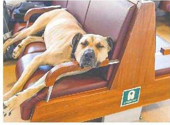 একটা পোষা কুকুর