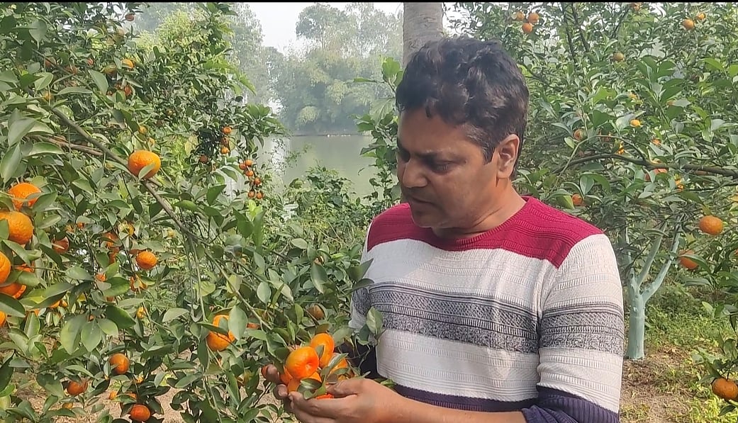 নিজের কমলাবাগানে ইমরান হোসেন। ২৫ নভেম্বর জয়পুরহাটের ভিকনী গ্রামে