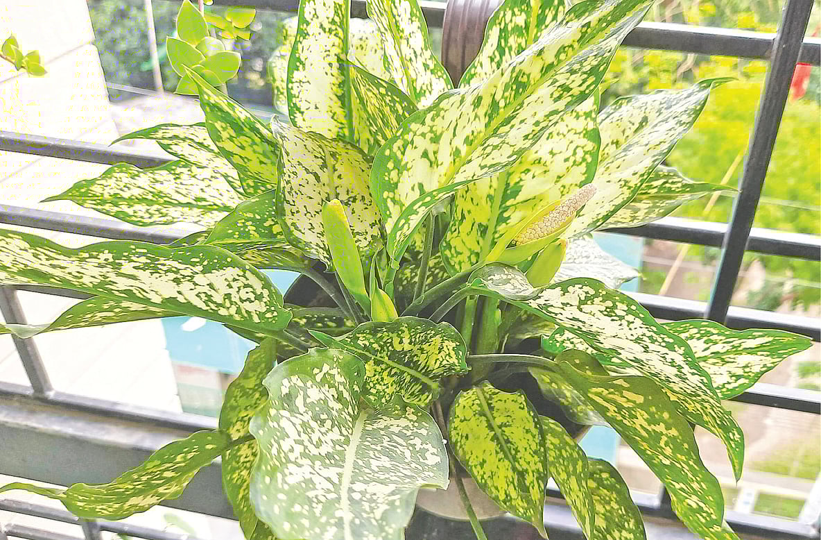 ময়মনসিংহে লেখকের বাসার টবে ফুলসহ অ্যাগ্লোনেমা